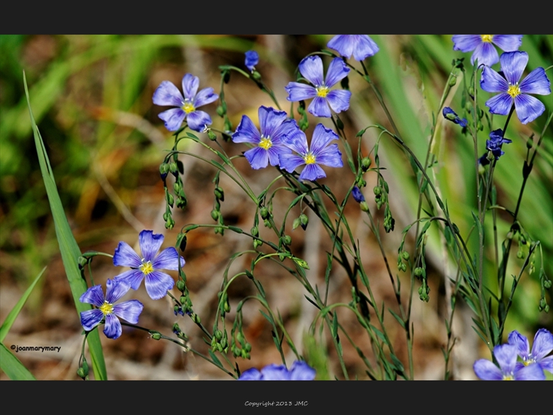 Flax