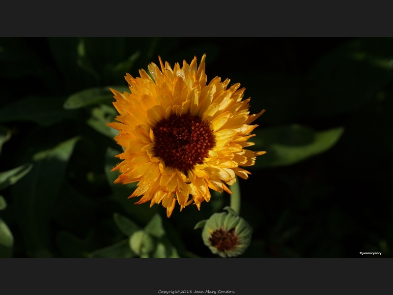 Grant Kohrs Nat-l monument- flower garden (1)