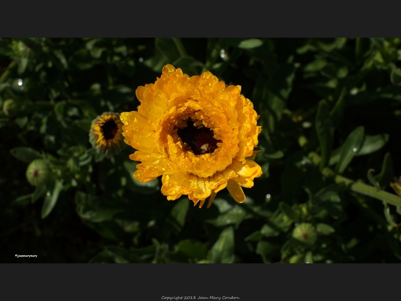 Grant Kohrs Nat-l monument- flower garden (2)