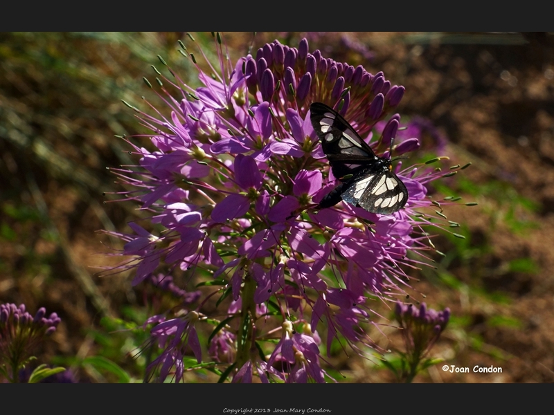 Hobble Scenic Drive (4)