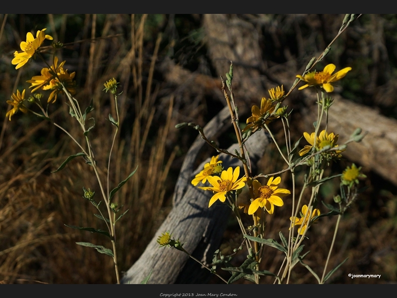 Hobble Scenic Drive (6)