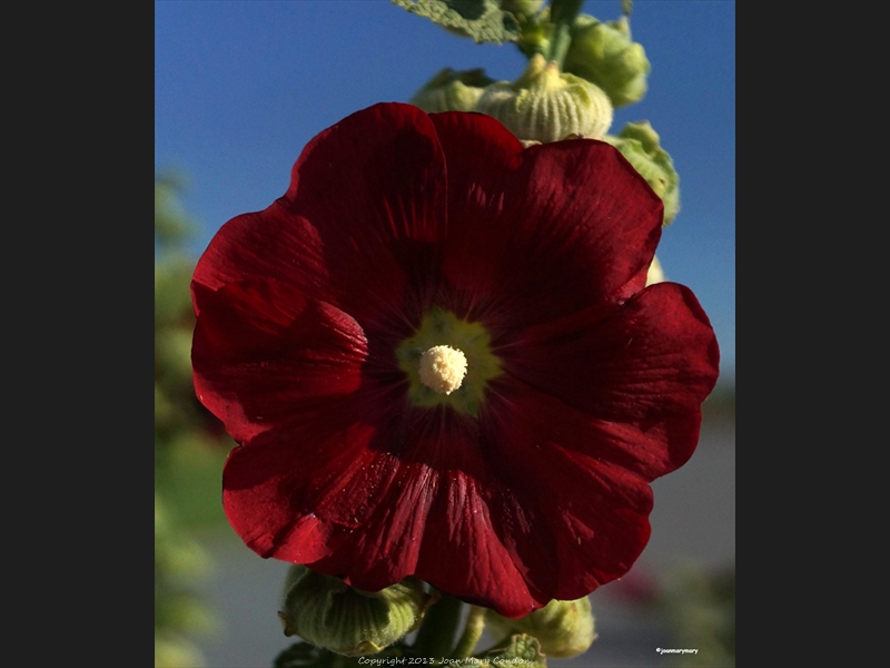 Hollyhock- Beaver- UT