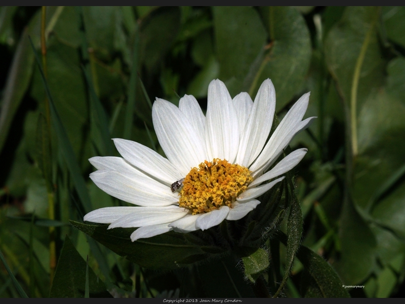 Marsh Marigold