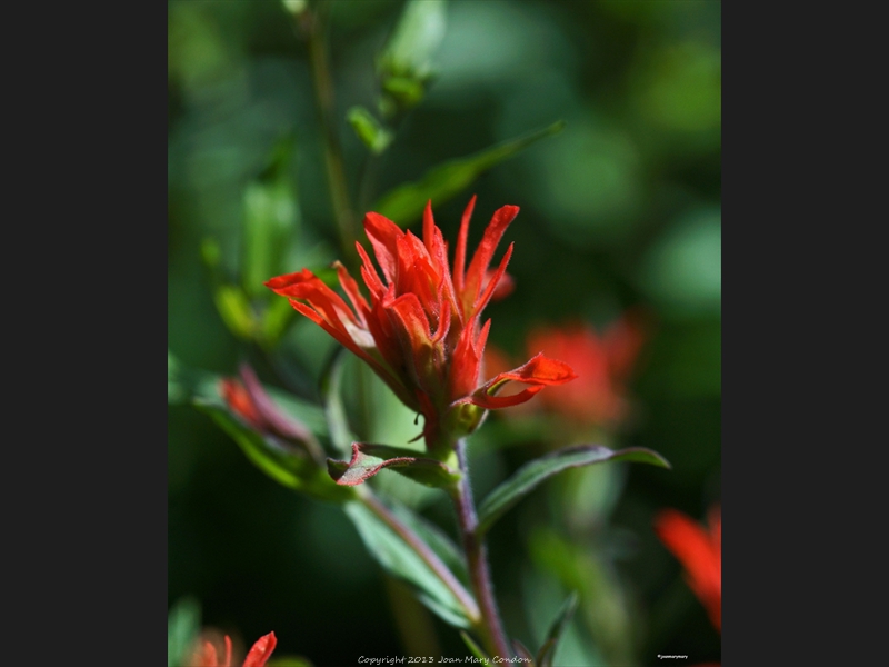 Paintbrush- Cedar Breaks