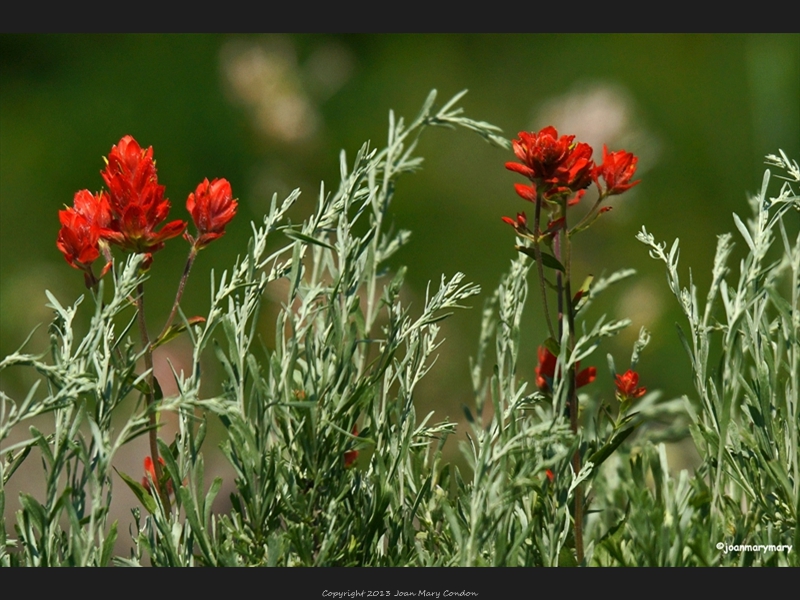 Paintbrush- Tony Grove Lake