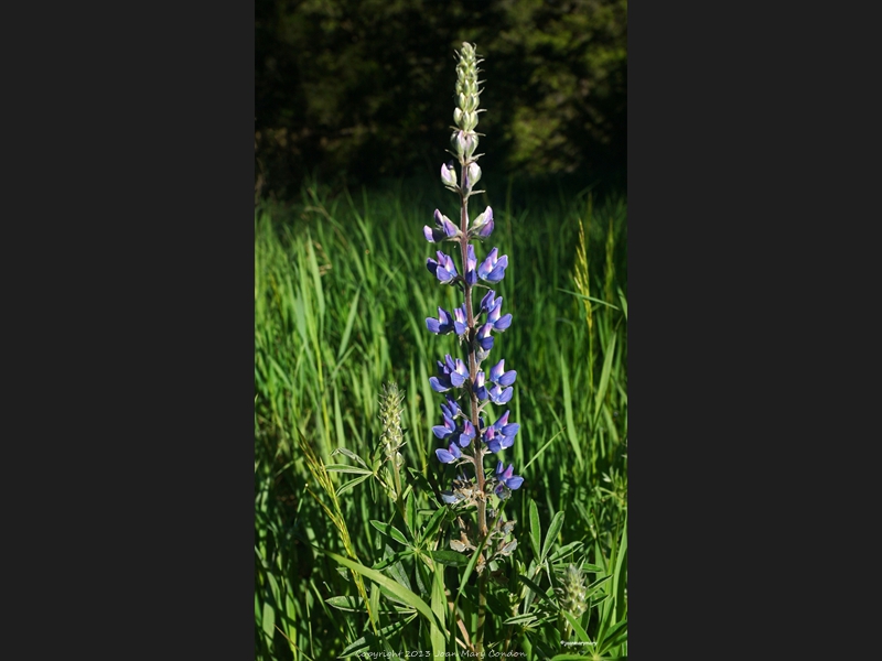 Quake Lake- wildflowers (3)