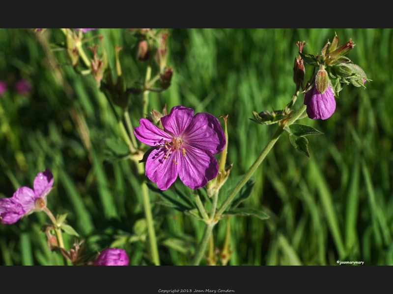 Quake Lake- wildflowers (4)