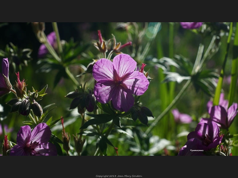 Quake Lake- wildflowers (5)