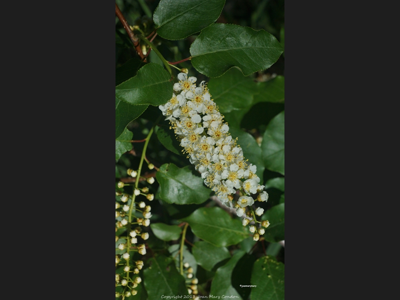 Quake Lake- wildflowers (6)