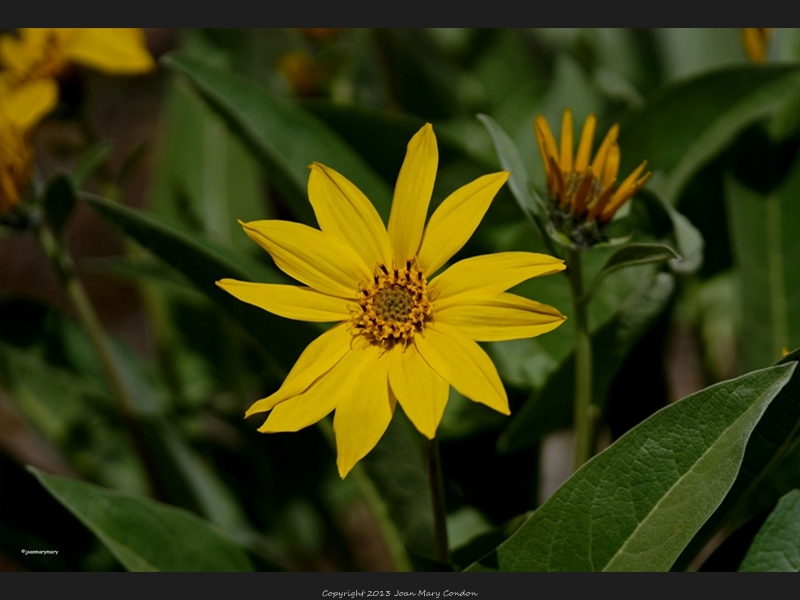 Spring flower- Pilgrim Cr. Rd