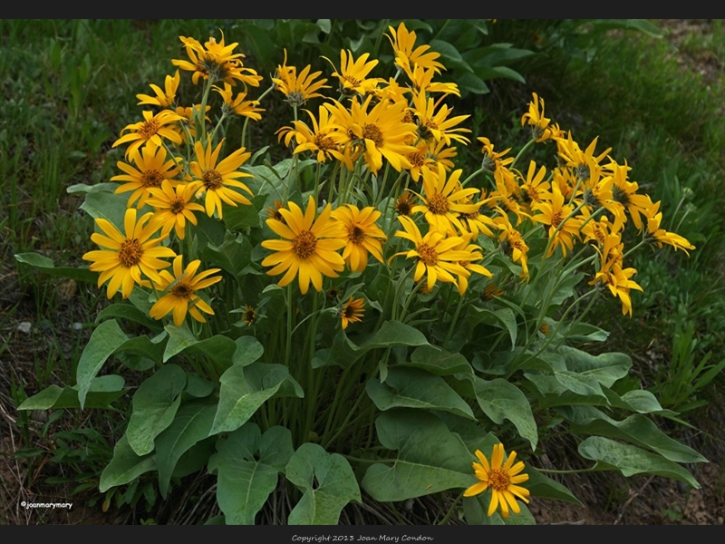 Teton spring flowers