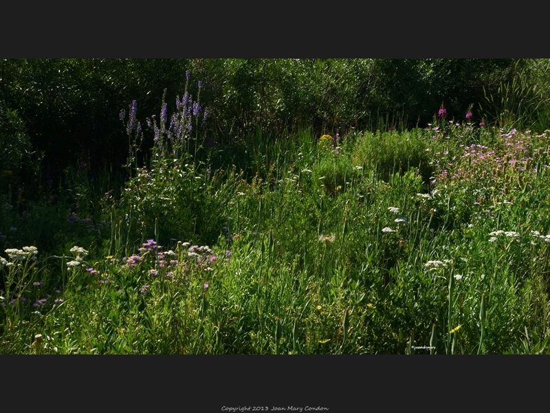 Tony Grove Lake (3)