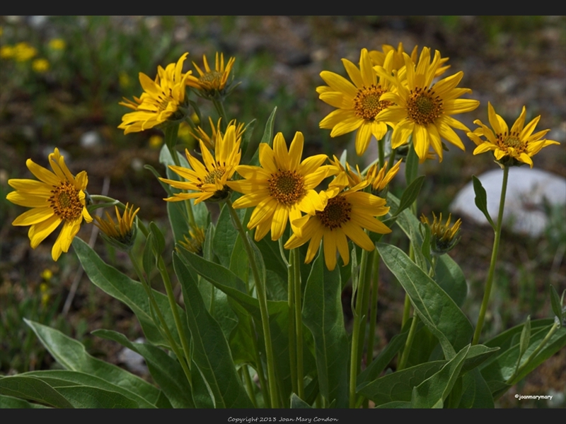 Wild flowers- Pilgrim Creek Rd