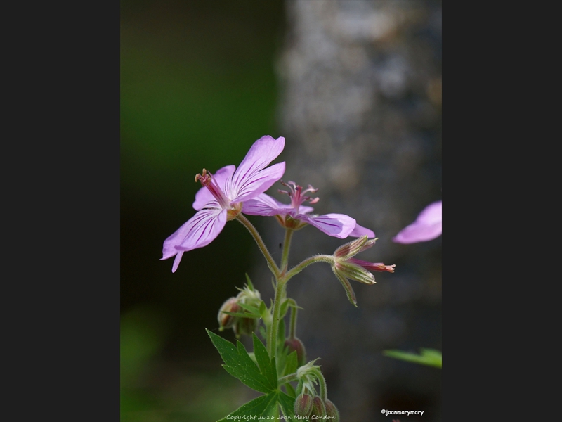 Wild Geranium- Cattleman-s (2)