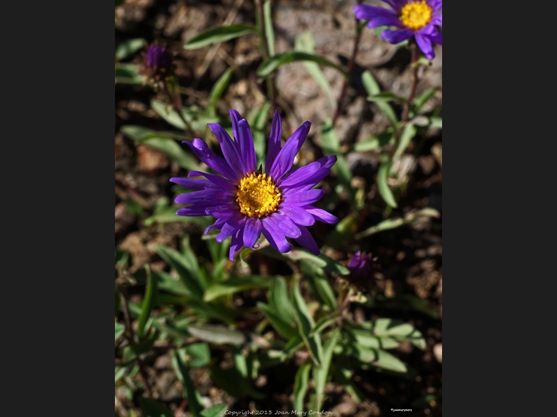 Wildflower- Cedar Breaks