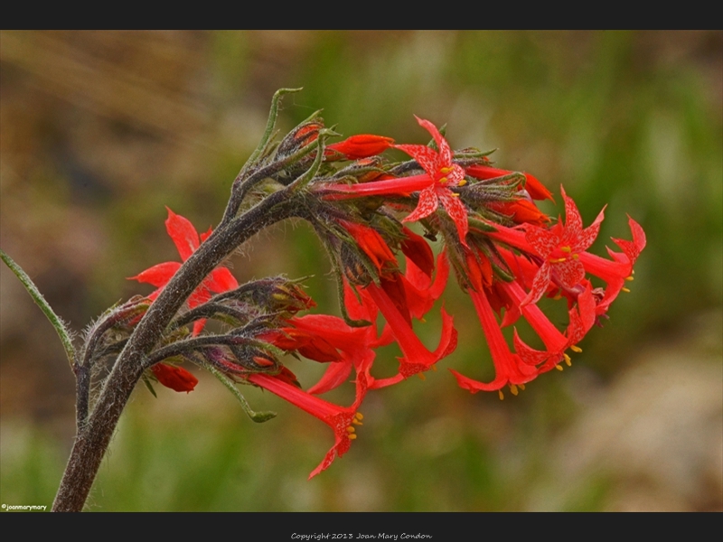 Wildflowers 2012