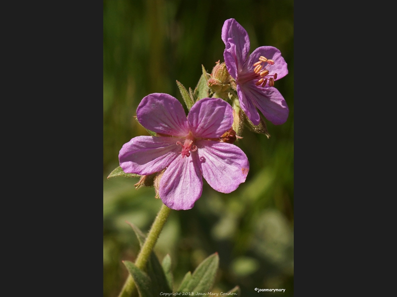 Wildflowers 2012 (3)