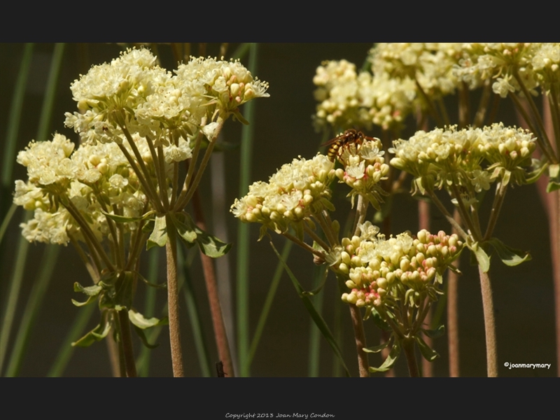 Wildflowers 2012 (4)