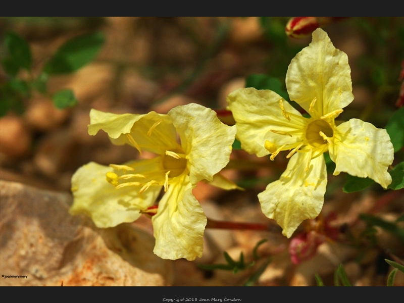 Wildflowers- Bryce Campground