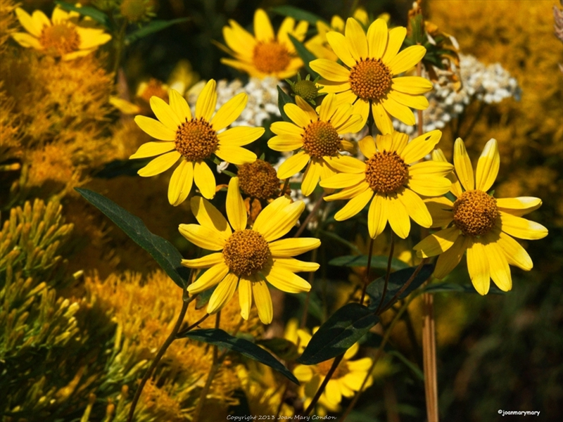 Wildflowers- GTNP