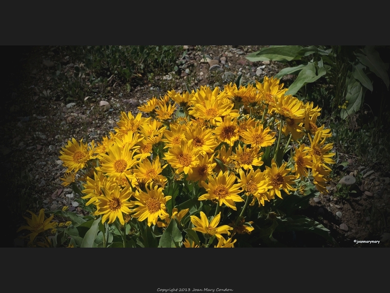 Wildflowers- heron Lake