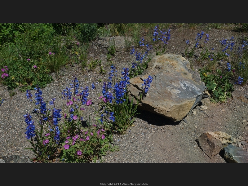 Yellowstone- wildflowers