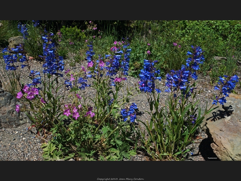 Yellowstone- wildflowers (2)