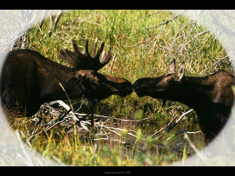 2009 Moose Wilson Rd Kissing Moose