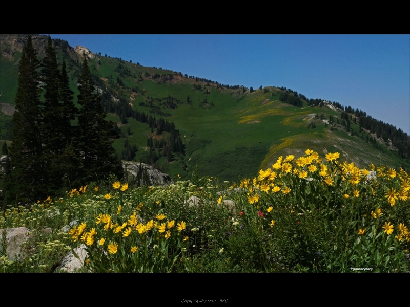 Albion Basin (36)