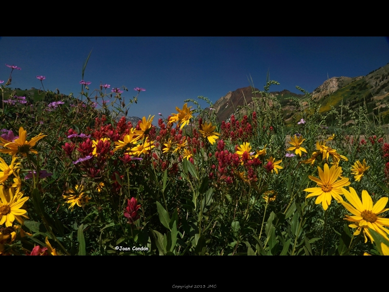 Albion Basin (41)