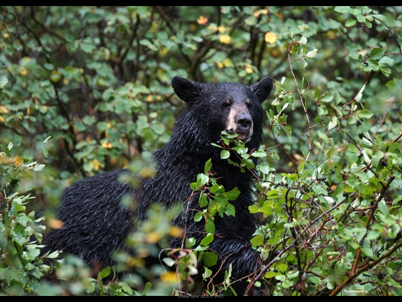 Black Bear in the berries (3)