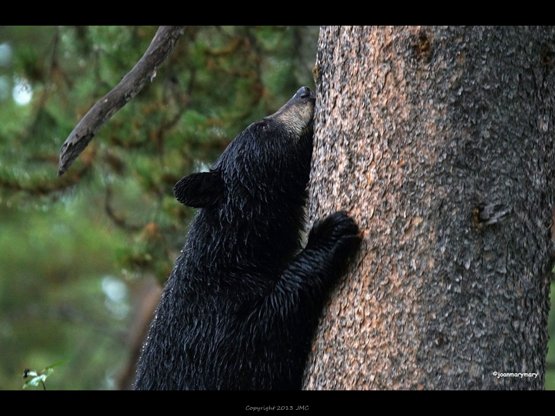 Black bear- Moose Wilson Rd (2)