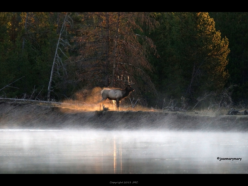 Bull elk in stream of light
