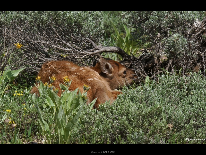 Elk Calf- Pilgrim Creek Rd