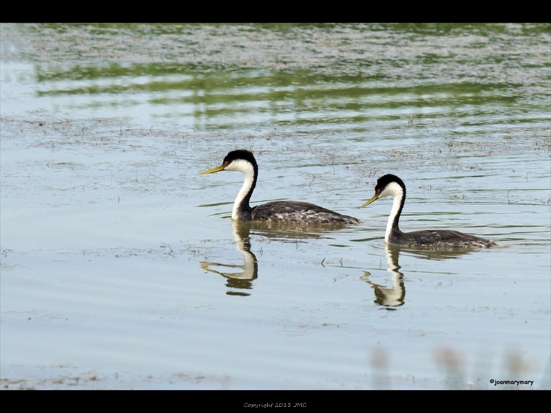 Grebe Pair- Bear Lake- UT