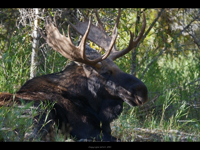 Gros Ventre Campground