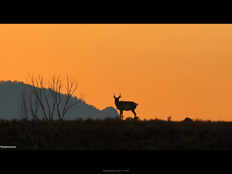 Gros Ventre Rd 2012 (7)