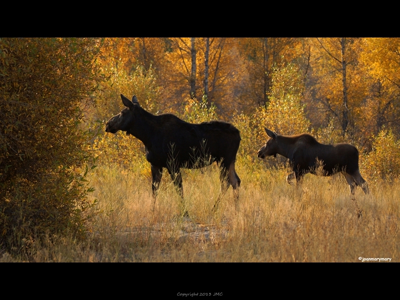 Gros Ventre River 2012 (4)