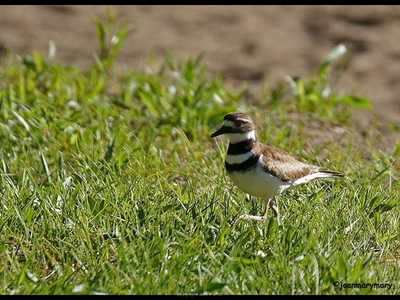 Killdeer2_edited-1