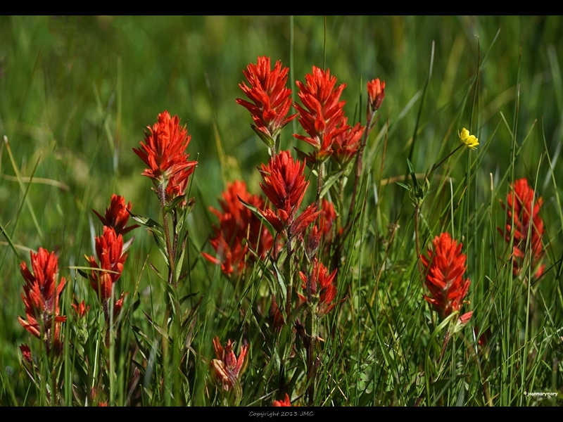 Lake Hedgen- wildflowers