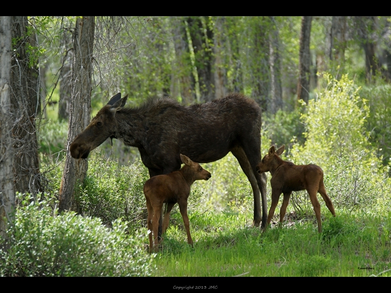 Mama and twins- Gros Ventre2