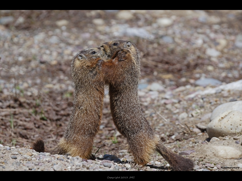 Marmot- Pilgrim Creek RD