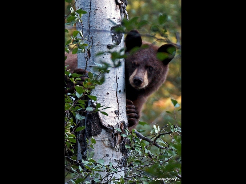 Moose Wilson Rd 2012 (7)