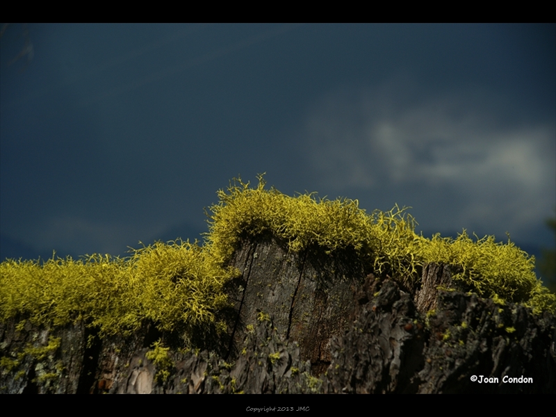 Moss Pilgrims Creek Rd