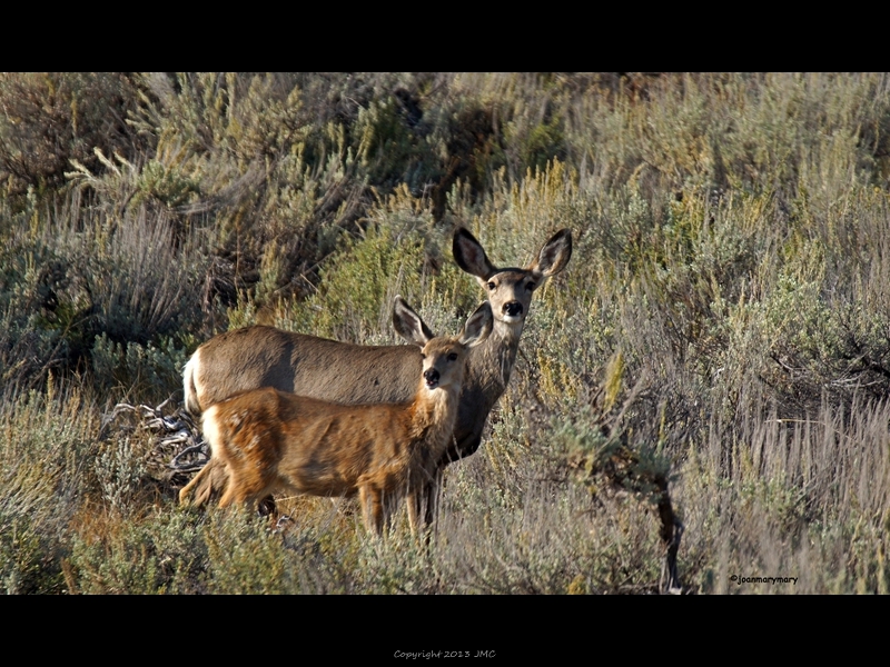 Near Moose Bridge 2011