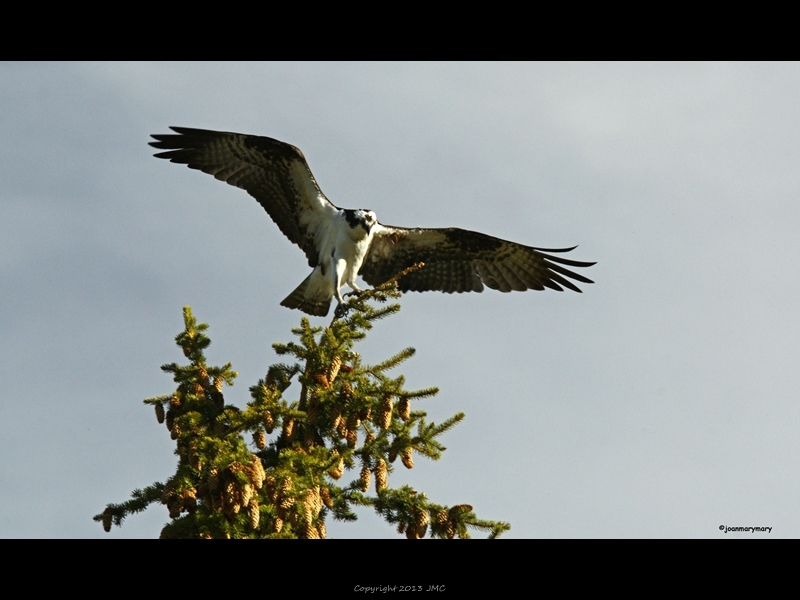 Osprey at Schwabachers (4)