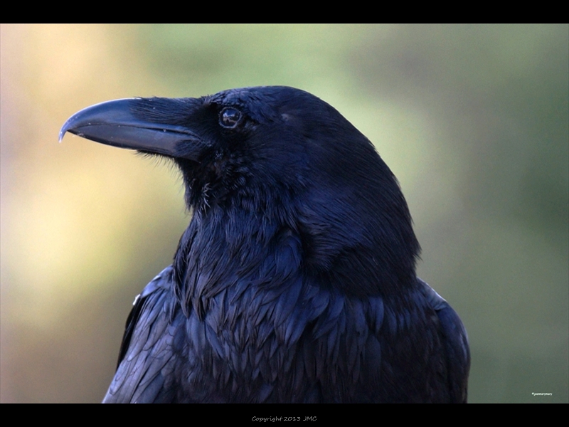 Raven- Colter Bay