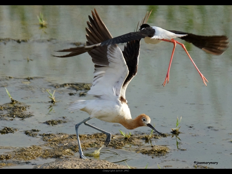 Stilt divebombing an Avocet