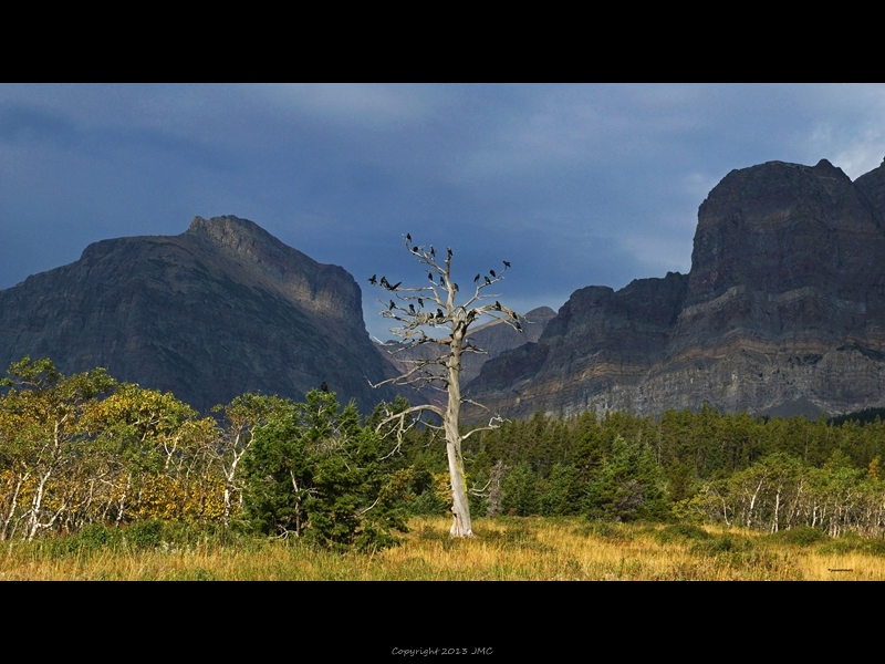 The Raven Tree