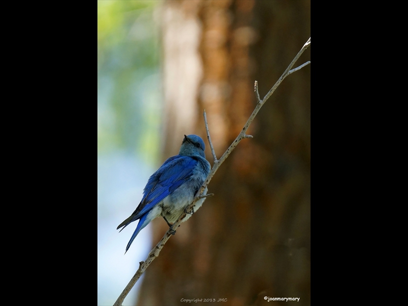 Western Bluebird 2012 (2)